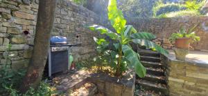 Secret garden of Piran