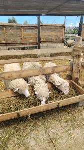 Centro de Aclimatizacion La Casa de Simon Lodge