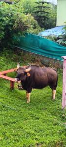 PINK HOUSE DORMENTRY Vattakanal