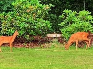 4 person holiday home in Toftlund-By Traum