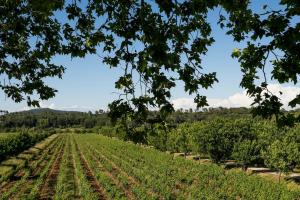 Villa Les Mûriers avec piscine dans un domaine viticole 3 suites 7 pers