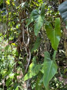 Beautiful open house in the forest