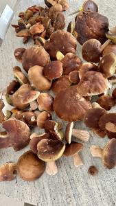 Komfortowy domek z kominkiem