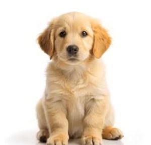 Lakeside Stays Yamba 1-2 small Pet Friendly