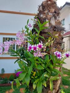 P and A Thai Lanna Resort