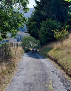 Mountain View Farm Cottage