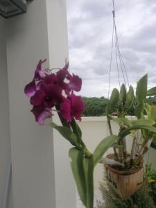 Bo Pla Homestay Trang