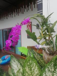 Bo Pla Homestay Trang