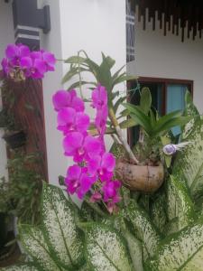 Bo Pla Homestay Trang