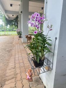 littlehousekhaoyai ลิตเติ้ลเฮาส์เขาใหญ่