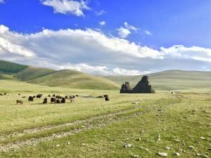 Live like a Mongolian Nomad