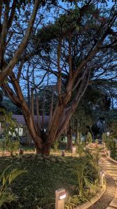 Aranyeh People Tree Resort