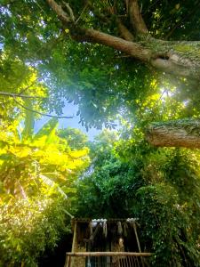 Filhas da Terra Jaguanum