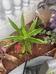 Idyllic escape - 3hvězdičkové hotely ve městě Mandeville