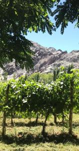 FINCA TIERRA CALMA Casa 2