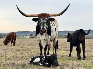 Ursa Major at The Retreat