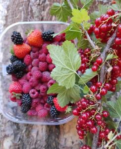 B&B Nonna Iolanda img37