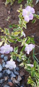 Nan Homey Space น่านโฮมมี่สเปซ