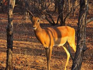 Tintshaba Safaris