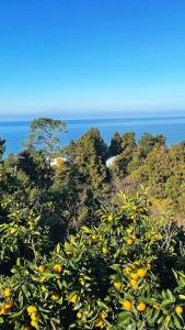 Sunland-სანლენდი