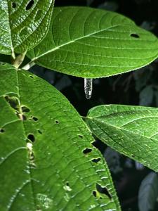 Posada Nativa Brisa y Mar