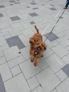 Садиба Близнюки