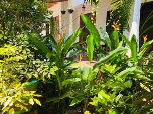 Fairview Dill homestay