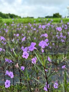 Paradise Resort & Cafe