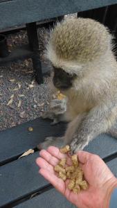 Woodpecker Villa Guesthouse