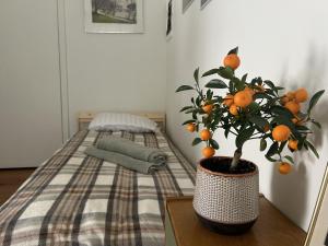 Saga studio in the center of Pasvalys