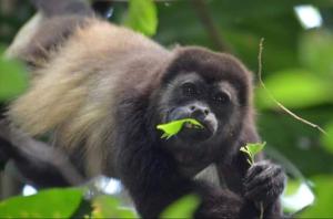 Aloha Surf Nosara - Kahala Hui Cabins #4
