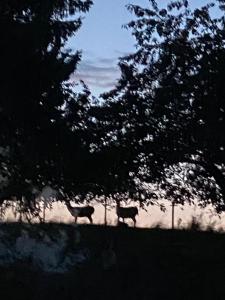 Zenbox Satori - the place to ease your mind