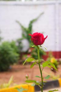 RahTaj Luxury Farmhouse