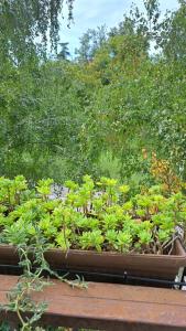 Pula City Centre Apartment