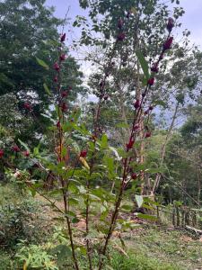 Pura Vida 2 Bed 2 Bath Montezuma