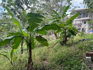 Pura Vida 2 Bed 2 Bath Montezuma