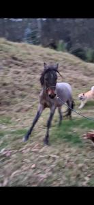 Glamping colina campestre ecológica