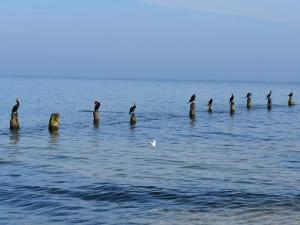 Das Inselparadies Ahlbeck Villa Marianne