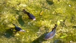 Reserva Atibaia Casa de Montanha