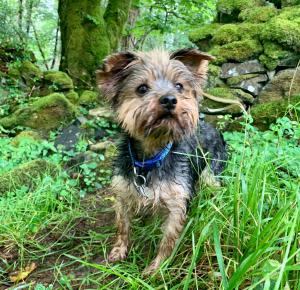 Mountain View Cottage - Style, Calm & Scenery EV Friendly Zappi