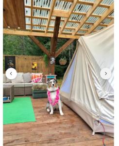 Miami Jungle Glamping