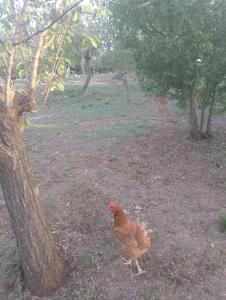 La Casetta Nel Bosco Delle Nereidi
