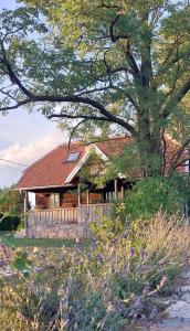 Cozy wooden house Robinia