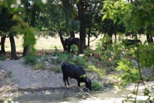 B&B / Chambres d'hotes La Nanou'che (roulotte en Camargue) : photos des chambres