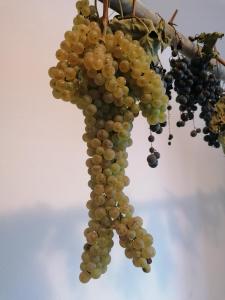 Tartufo hotel - COLLIANO-