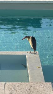 Cabañas Agapanthus Las Marias