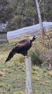 Mount Rumney Escapes Seaview House 2 - Eagle House