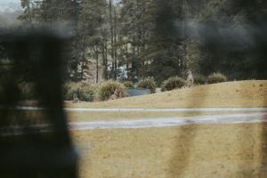 Jimmys Cabin - Kangaroos, Kookaburras, sleeps 4!