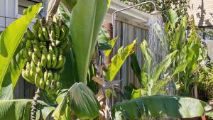 Paperbark - Angourie Oasis