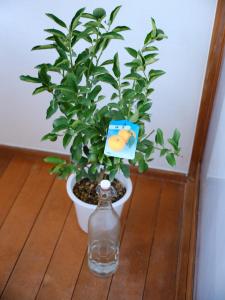 Retro Japanese Home Big Rooftop Fukushima